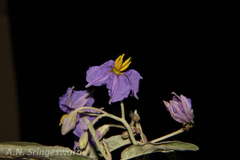 Solanum elaeagnifolium